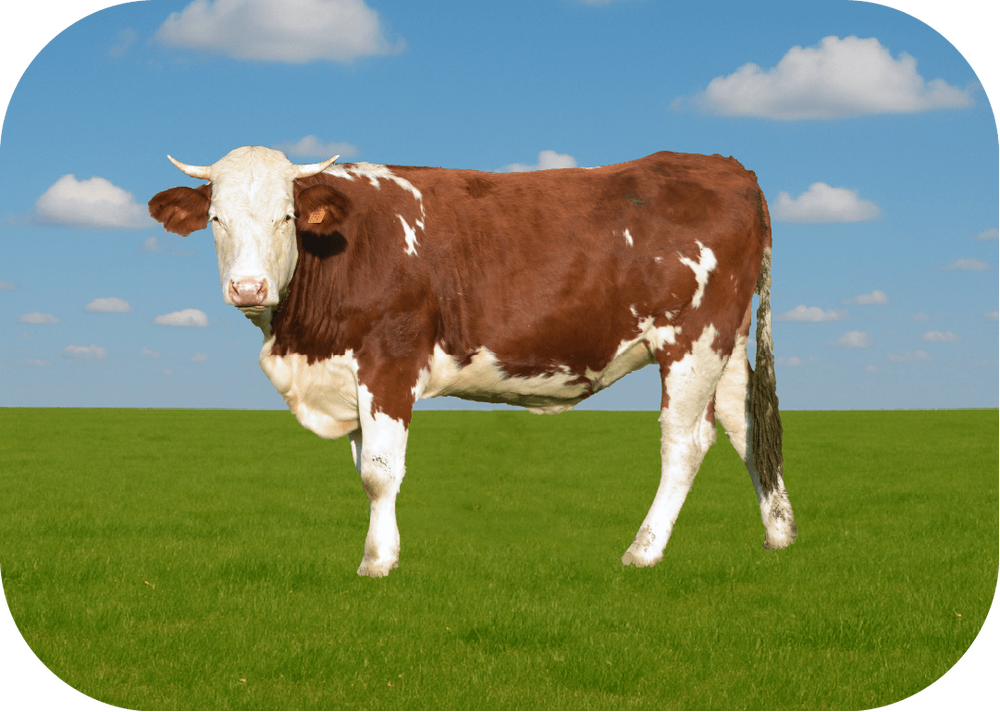 Büyükbaş Kurban Fiyatları 2024