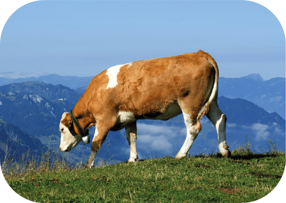 Ekonomik Büyükbaş Kurban Fiyatları 2024