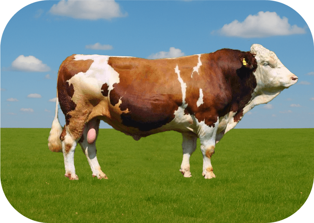 Kurban Fiyatları 2024