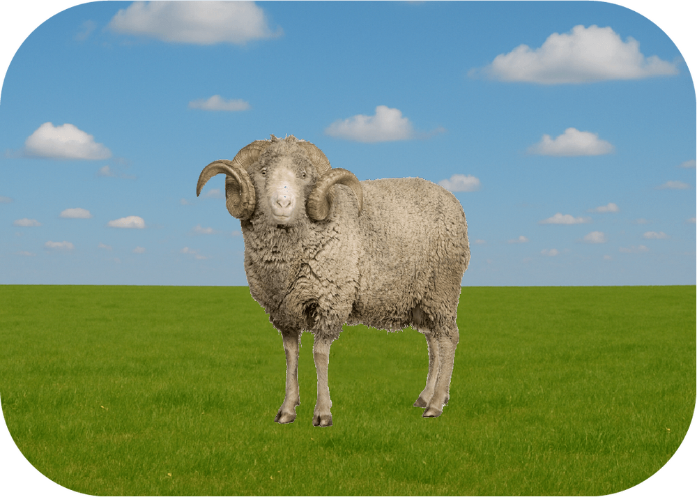 Ekonomik Büyükbaş Kurban Fiyatları 2024